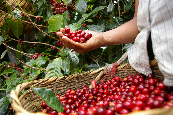 Better Coffee Harvest