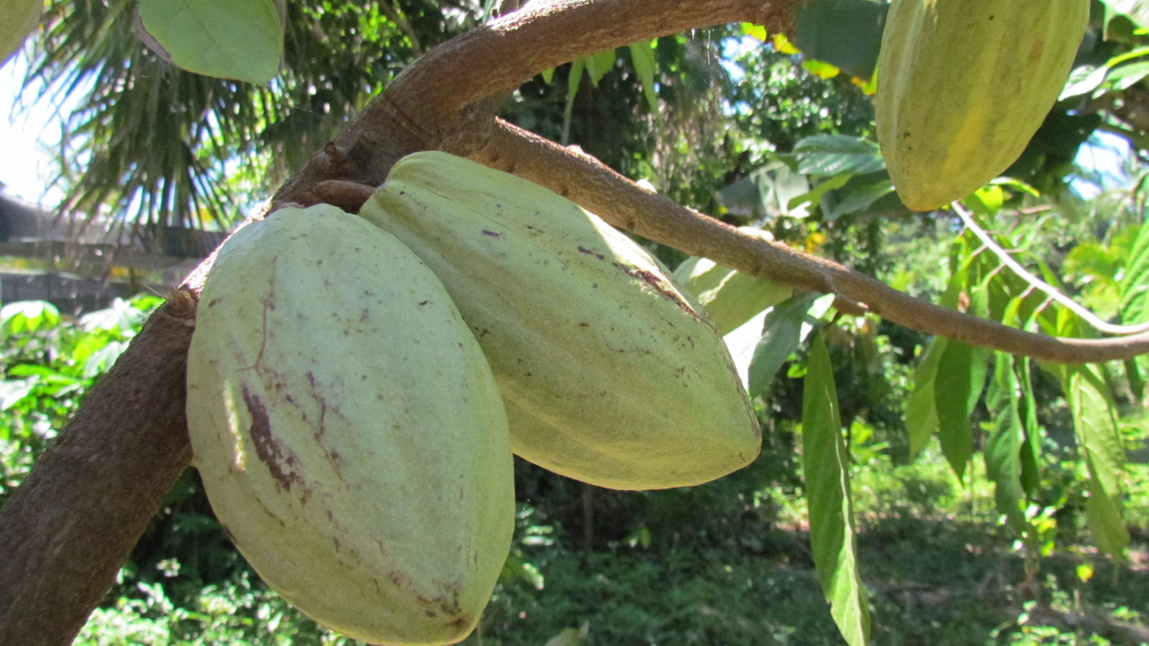 El Salvador Cacao Alliance