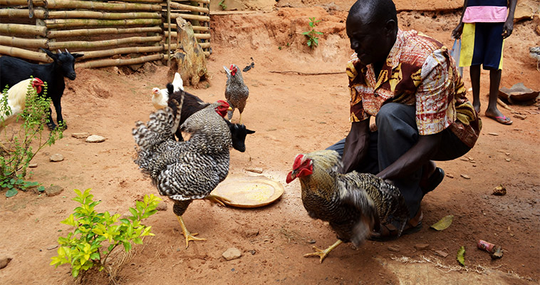A farmer chooses a chicken to take to market to sell. These chickens are an improved stock that will grow larger and bring a better price at market.