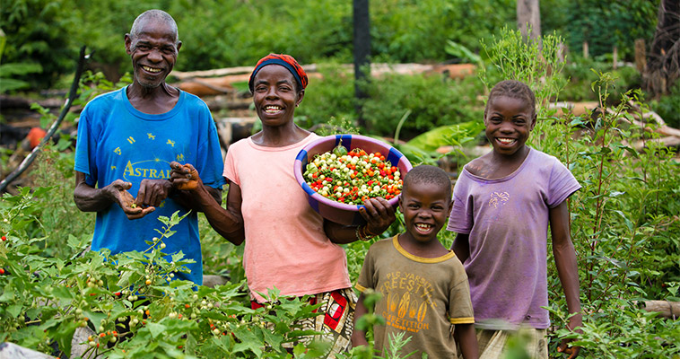 Meet Annie and John, traditional farmers, and two of their six children on their family farm. The family lives in Liberia and has gained knowledge on farming lowland rice and vegetables through Feed the Future.