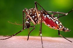 Photo of a mosquito. Credit: James Gathany/CDC via Associated Press