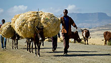 A man walks with his cattle carrying wheat. Photo by Peter Lowe, CIMMYT