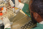 A lab technician tests vaccines in test tubes