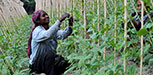 A woman tends a vegetable garden in Bangladesh