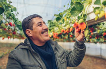 The West Bank Strawberry King