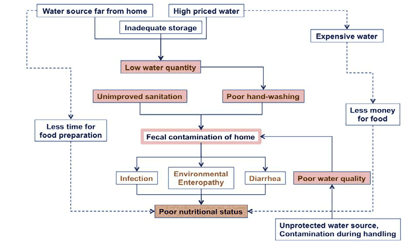 Flow chart showing how water pathways affect nutrition. There are two sources of water. Water source far from home and high priced water. For both there is inadequate storage which leads to low water quantity which leads to poor hand-washing. That along with unimproved sanitation lead to fecal contamination of home. Leads to infection, environmenal enteropathy and diarrhea and poor nutritional status. Water sources far from home lead to less time for food preparation lead also to poor nutritional status. High priced water is more expensive, leading to less money for food which also leads to poor nutritional status. Unprotected water source, contamination during handling to poor water quality.