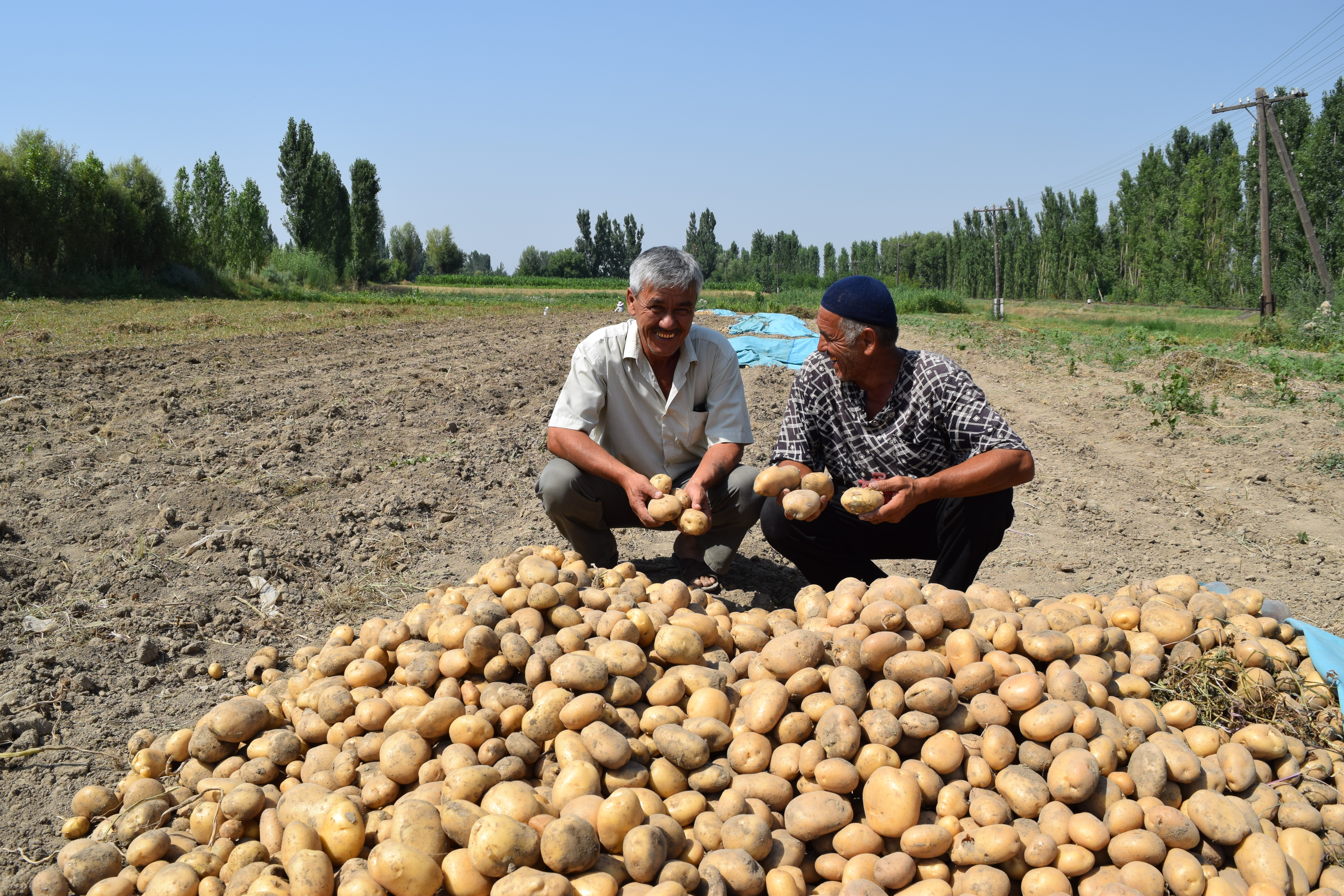 Узбекский поле. Большой урожай картошки. Сельское хозяйство картошка. Огромный урожай картофеля. Сбор урожая картофеля.