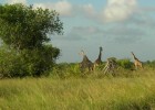 Giraffes inside the Saadani National Park, Tanzania