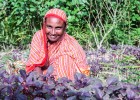 Shafia Begum works on her vegetable plantation near her home in Langurpar village, Sreemongol district.