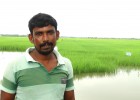 Mohammad Mofizul Islam Gazi stands in front of his rice field.