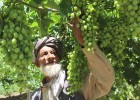 Mohammad Nasir, a farmer from Parwan province, Afghanistan, inspects his nearly ripened grapes.