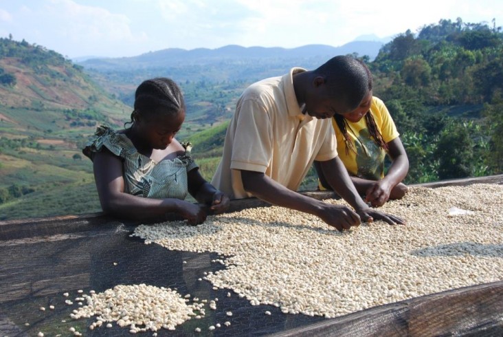 Farmers of Coffee in Sud Kivu, DRC