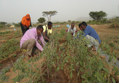 Farmers weeding and pruning vegetable crops at a USAID-supported demonstration plot.