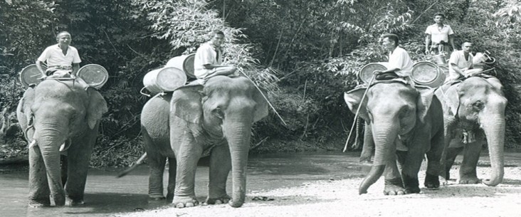 Elephants carry malaria control supplies (Thailand, 1960) 1960s Thailand malaria control