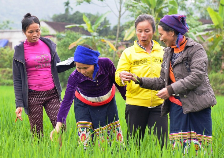 USAID supports rice production practices that help farmers adapt to environmental change and improve livelihoods.