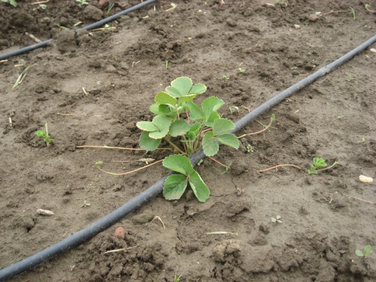 strawberry plant watered by drip irrigation system in Egypt