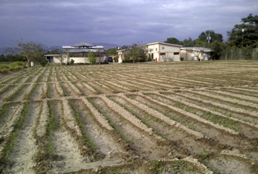 A new approach to planting maize seedlings developed at the CRDD is pictured here, the Center is visible in the background.