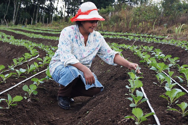 With help from Feed the Future, Honduran farmer Maria Santos Ventura is seeing dramatic improvements in her broccoli crop.