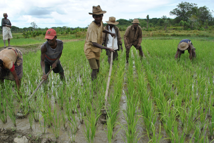 USAID is training in new agricultural technologies, including improved methods for growing rice in Manakara, Madagascar.