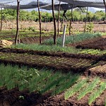 Haiti: Drip Irrigation Makes New Farm Possible