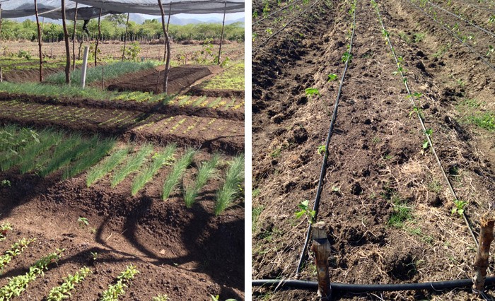 Farmers have converted four hectares of an former sisal plantation into a vegetable farm, using a drip irrigation system.