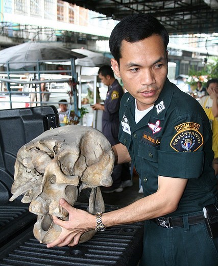 A thai officer carries a skull confiscated in Bangkok.