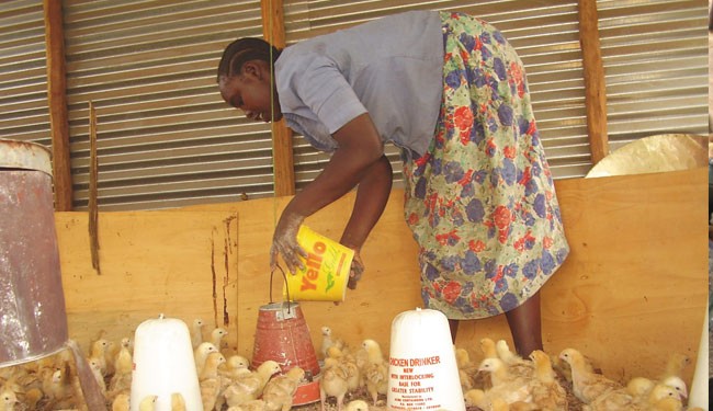 'Value Girl' Betty Anyango, 20, tends to chicks in a demo house. She is now a successful micro-entrepreneur who helps other youn