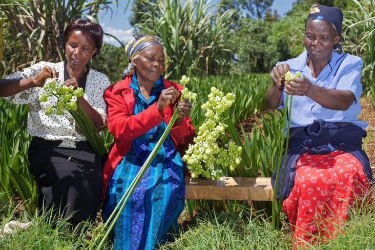 The stems these Kenyan women are sorting will be shipped to an international flower auction in the Netherlands. In 2010, USAID/K