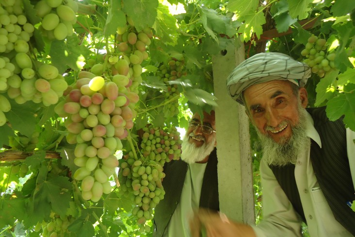 In Kabul Province, Said Agha checks on his soon to be harvested crop. His income has increased by 50 percent for the vines he ha