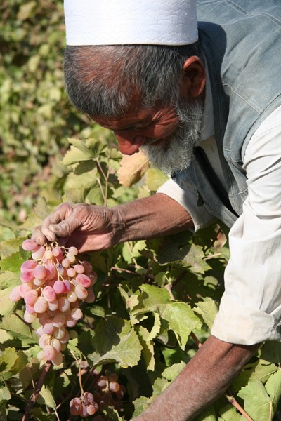 Tajik Farmer Growing Grapes
