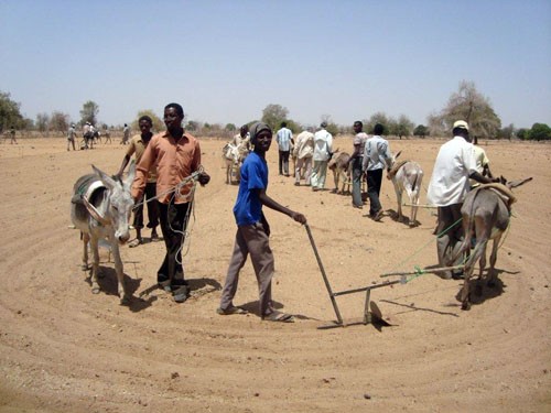 USAID is supporting training in Debab, Southern Kordofan, including how to cultivate with donkey plows, to help this largely Mis