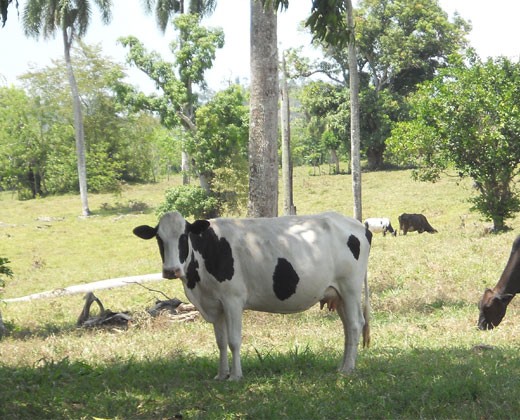 Cattle belonging to the Loma de Cabrera dairy farmers association in the Dominican Republic