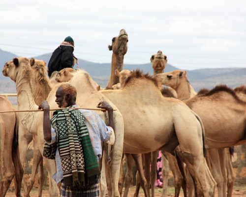 A camel trader in the Somali region of Ethiopia stands near his animals at a livestock market.
