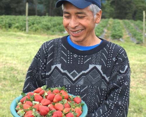 Felix Mayor, a Kaqchikel Maya leader of a Guatemalan farmers cooperative, holds freshly picked strawberries.