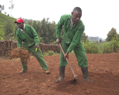 Mariaini bunge member Joseph Chege (red hat) pitches in on greenhouse prep.  