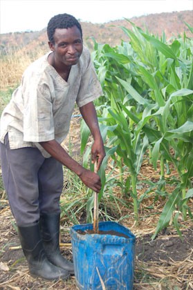 John Biro uses innovative means, such as mulch mixed with chicken manure, to fertilize his maize when no government fertilizer i