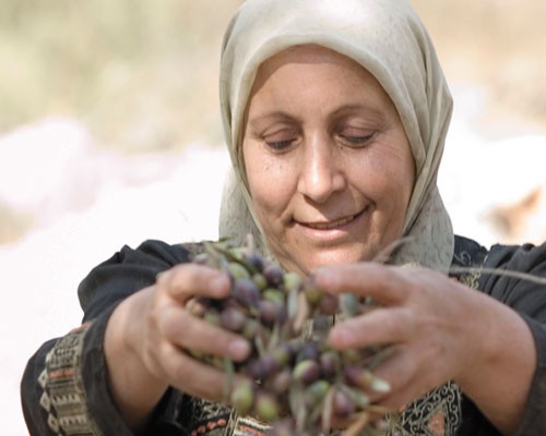 A Palestinian woman harvests olives.  
