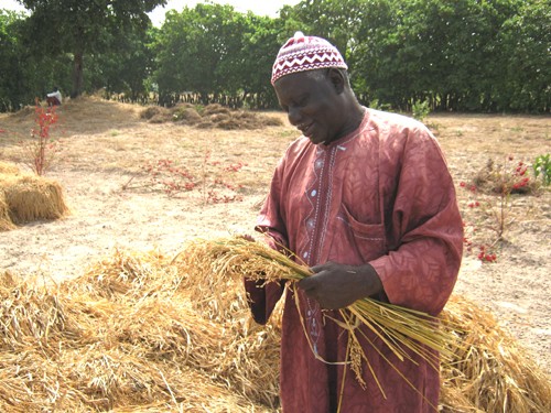 Mamadou Coulibaly inspects his rice harvest.