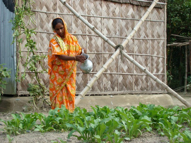 A SHOUHARDO II beneficiary maintains her homestead garden using skills she learned from the program. 