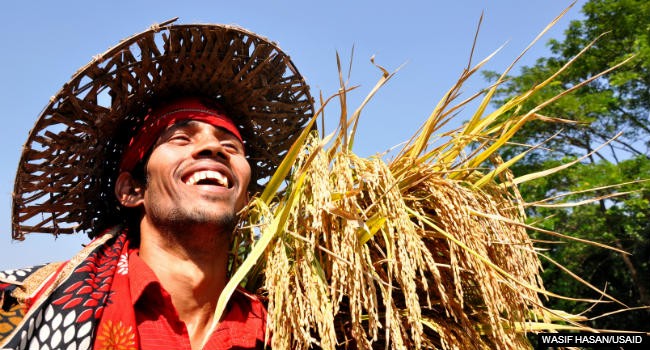 Image of a rice farmer in Bangladesh