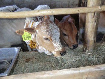 After being raised at the Project Mercy farm, these two heifers will be transferred to Project Mercy beneficiaries.