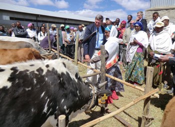 USAID's Gary Robbins delivers a heifer to one of the first five selected household dairy farmers in the Chacha District.