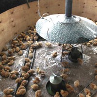 Young chicks in a brooder house. The young women are trained on how to rear them using locally available materials and clever in