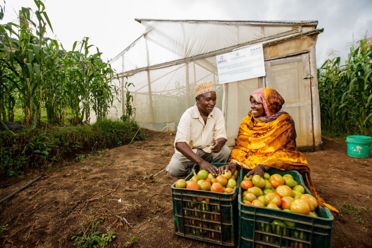 Through the introduction of low-cost greenhouses and high-quality seeds, tomato farmers receiving support from USAID’s Tanzania