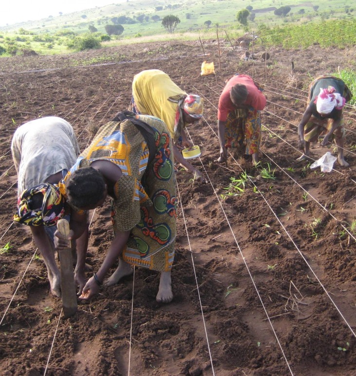 Women farm in a field