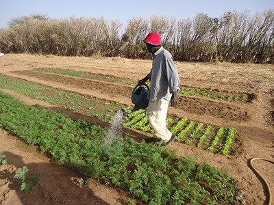 A farmer waters his vegetable garden