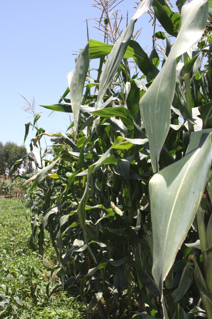 Fields of hybrid seed maize grow outside Nekemte, Ethiopia.