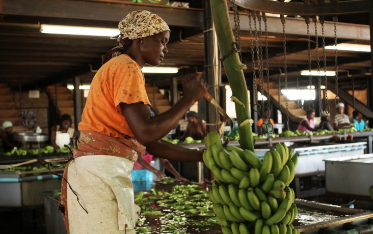 Expanding Ag Markets and Trade – A woman in Mozambique cuts bananas. After harvesting and transporting bananas, workers cut them