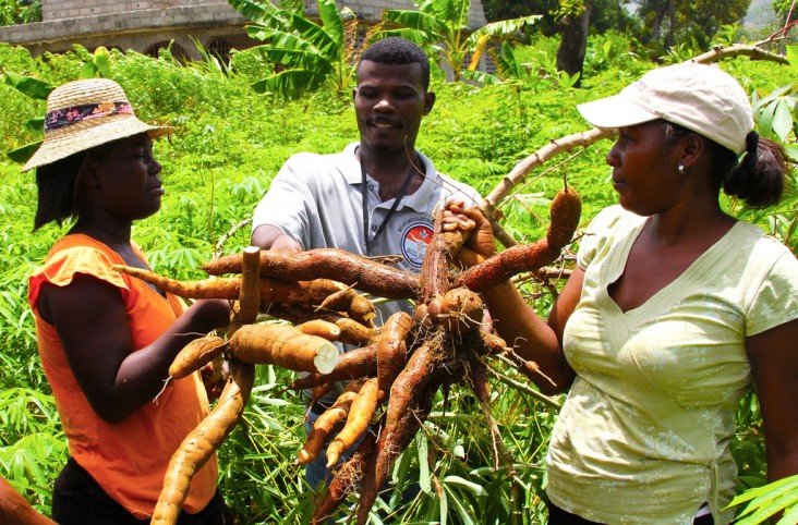 An extension worker with cassava farmers in Haiti
