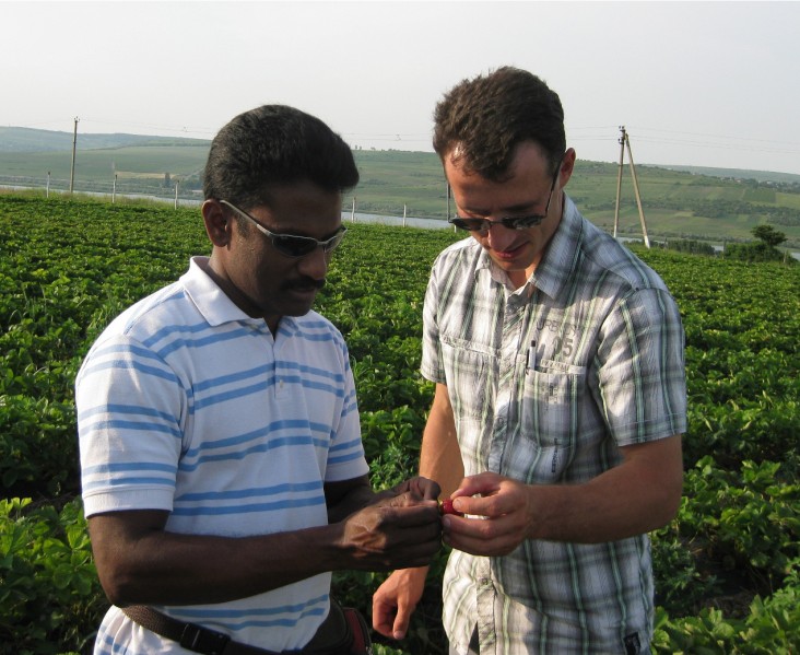 Voluntarul Programului USAID „de la fermier la fermier”, Surendra Dara demonstrînd tehnici noi de recoltare a căpşunelor.